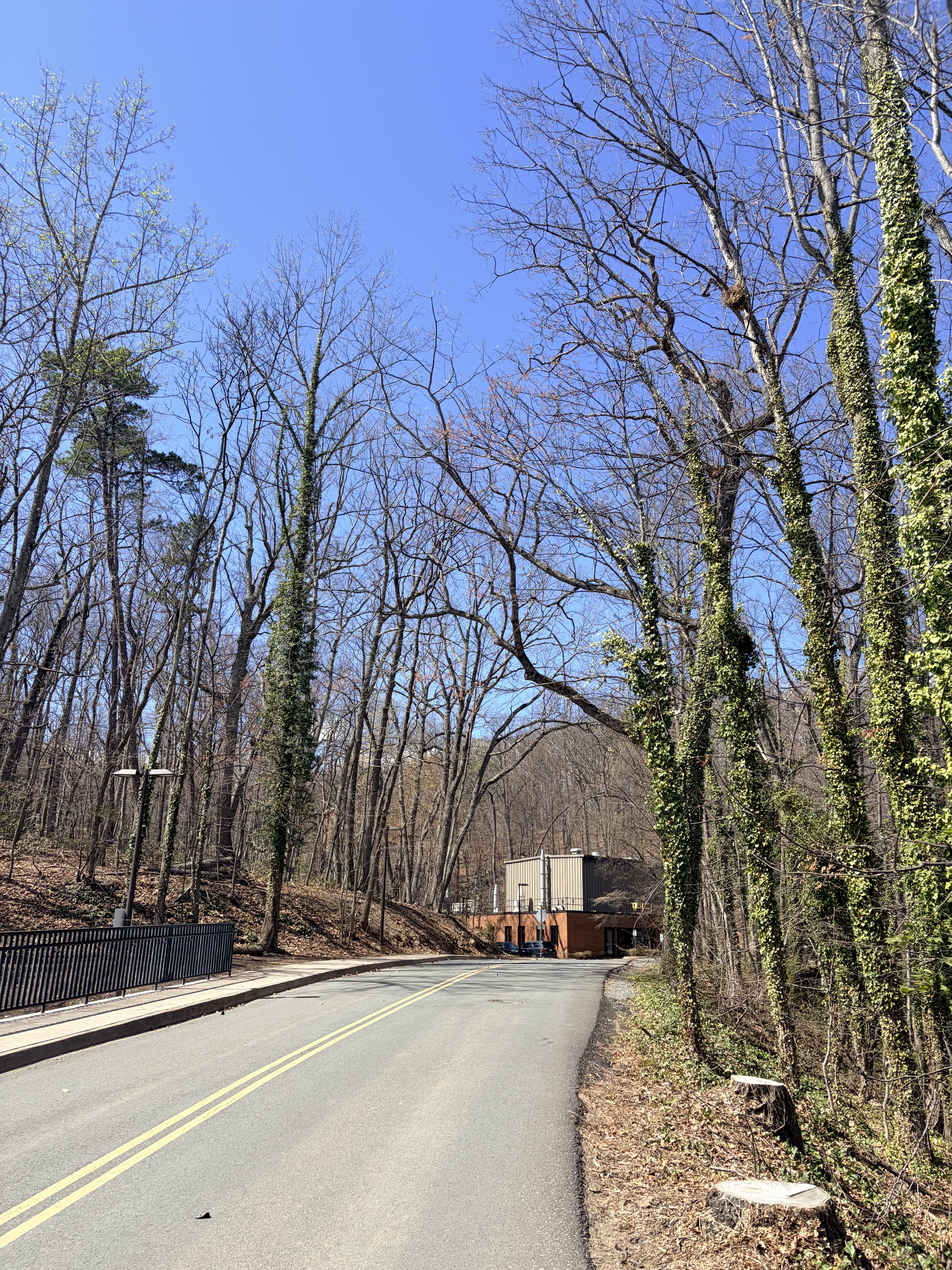 Path from UVa Astronomy Department to NRAO, arrival of spring
