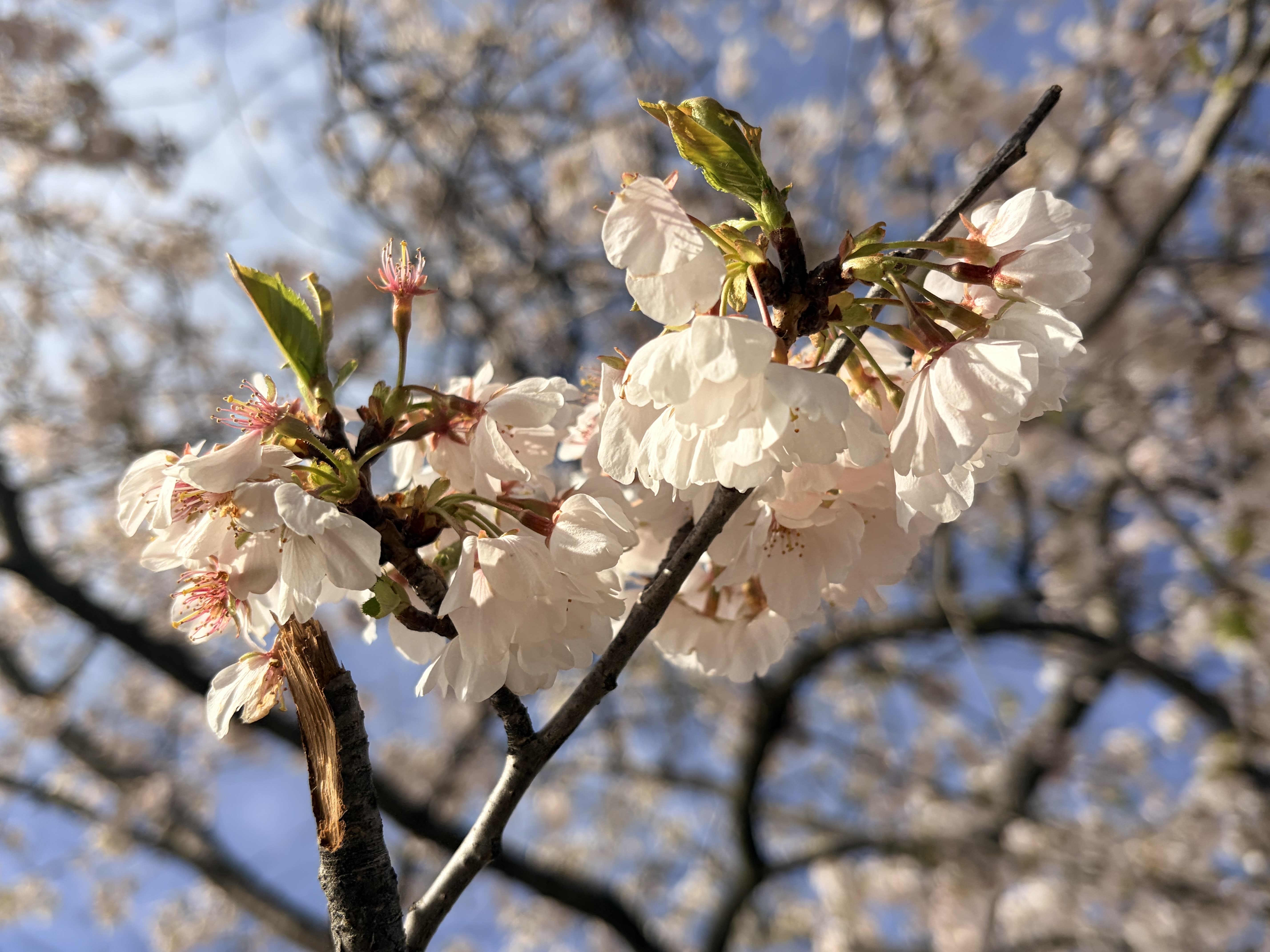 Cherry blossom in Washington, DC