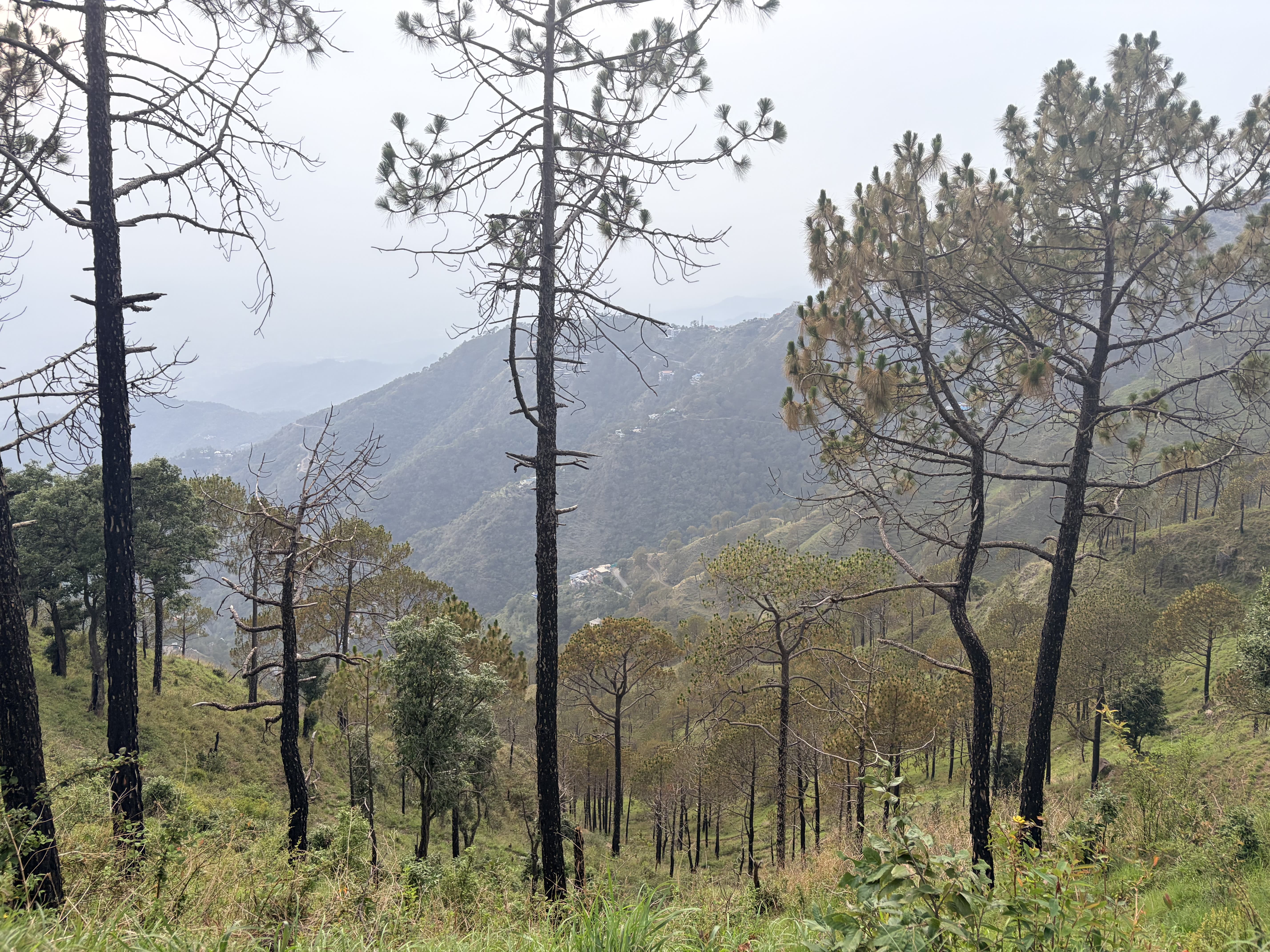 Kasauli, Himachal Pradesh