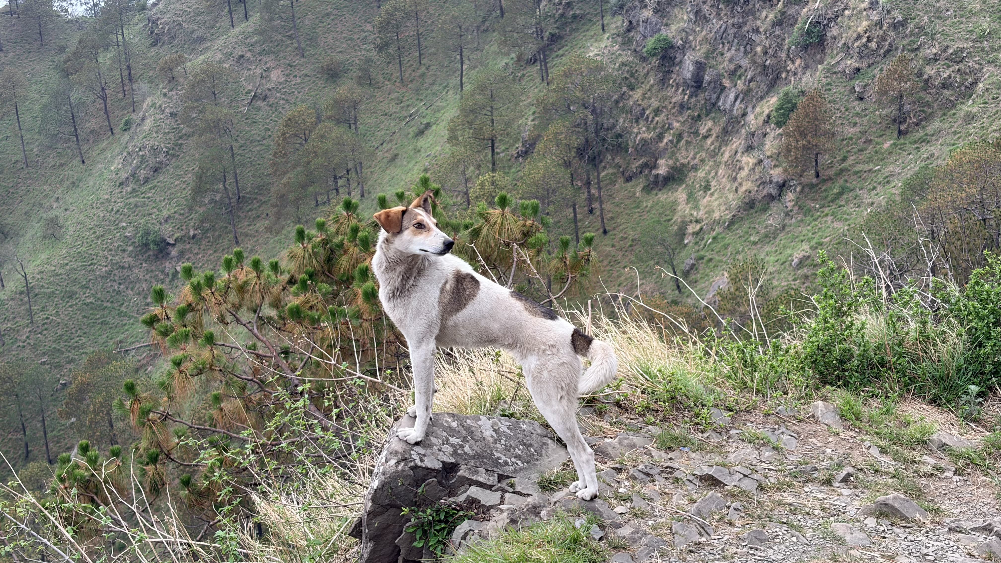 Kasauli, Himachal Pradesh