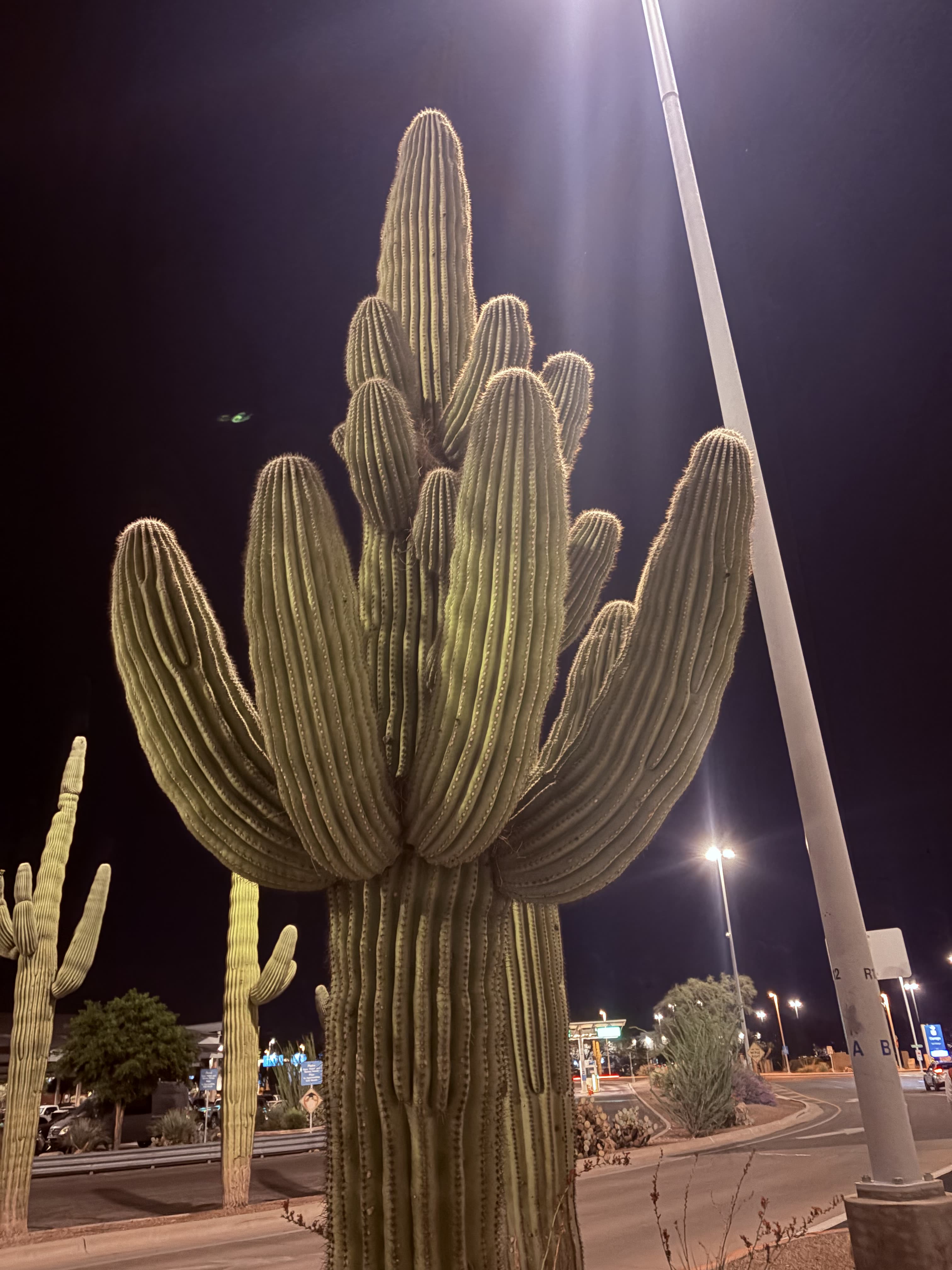 Saguaro cactus, Tucson