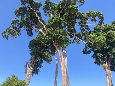 Andaman and Nicobar Islands